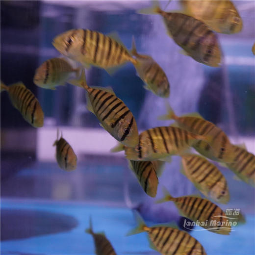 人工黄金参 黄金鲹 金领航 黄鹂无齿鲹 群游 商品图4