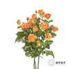 多头玫瑰 | 橙色芭比 商品缩略图4