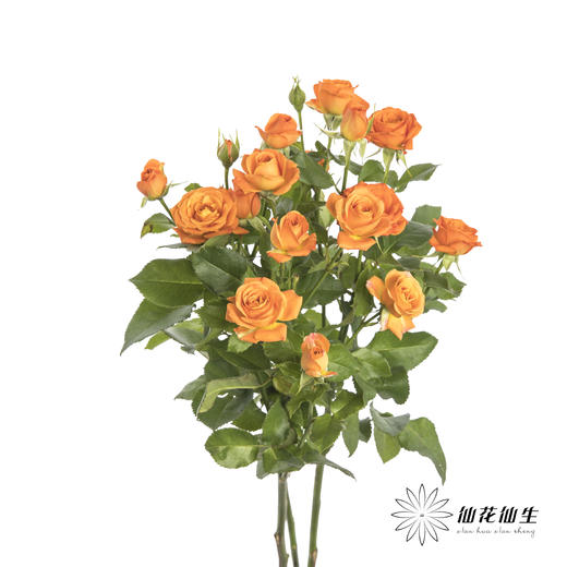 多头玫瑰 | 橙色芭比 商品图4