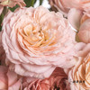 多头玫瑰 | 朱莉叶塔 商品缩略图5