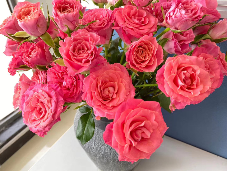 【新品】昆明优质新品多头玫瑰-茜茜公主(9-10枝),打包会裁剪一定长度