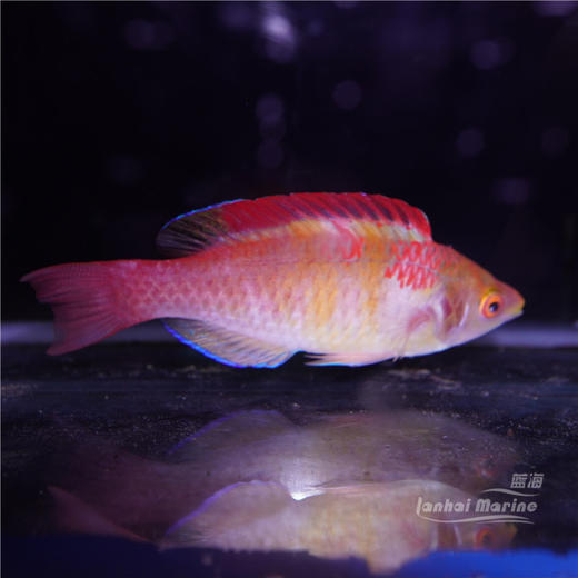 印度洋红印雀 商品图1