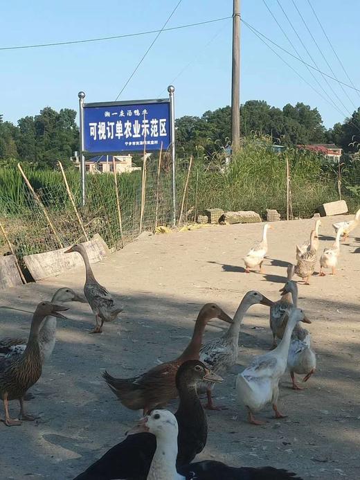 【现货】灰汤鸭  温泉活水散养，零饲料 肉质紧实 味道丰腴 绿色喂养 纯鸭子无内脏 生鲜下单后不接受退款因为已经报单产地，不能接受的不要拍，谢谢理解！ 商品图4