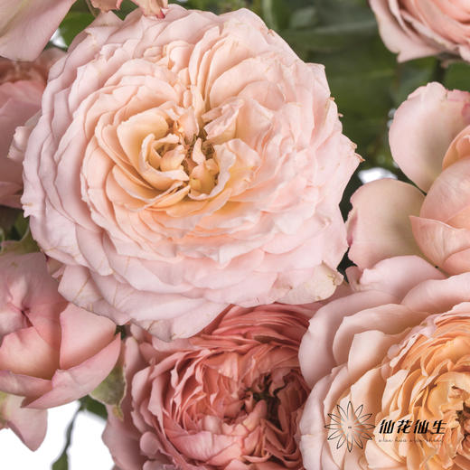 多头玫瑰 | 朱莉叶塔 商品图1