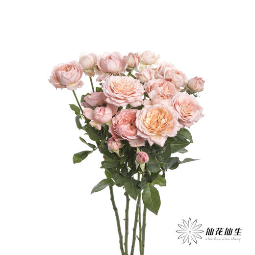 多头玫瑰 | 朱莉叶塔 商品图7