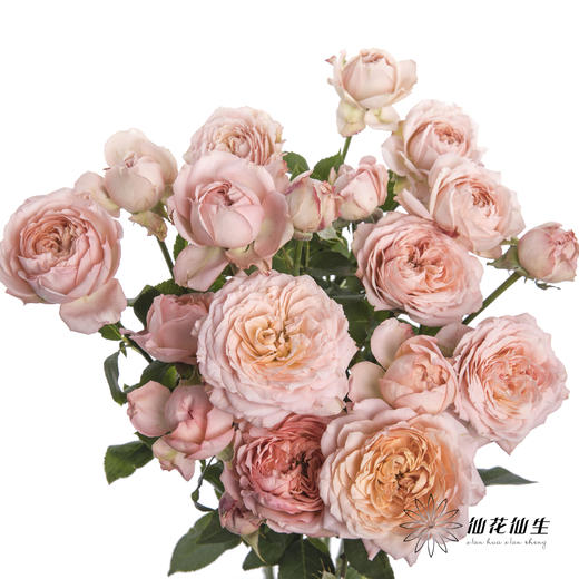 多头玫瑰 | 朱莉叶塔 商品图0