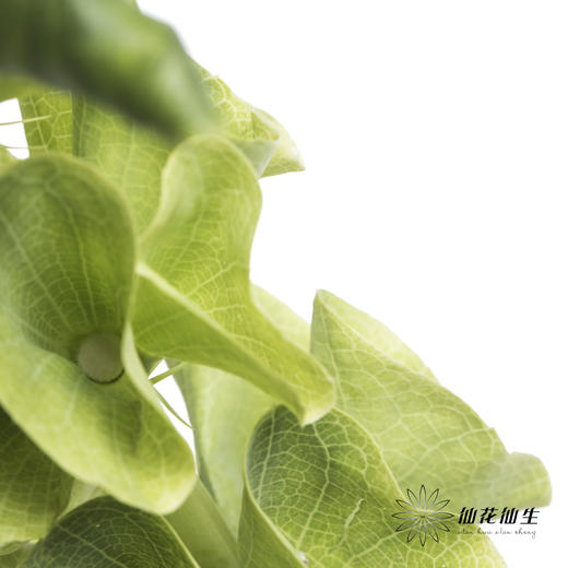 叶材 | 贝壳 商品图2