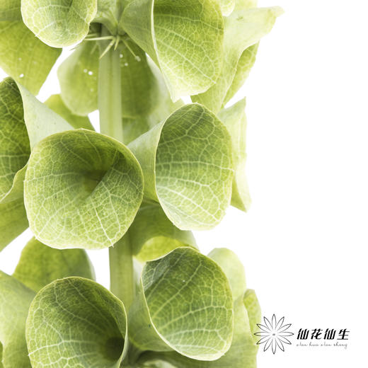 叶材 | 贝壳 商品图1