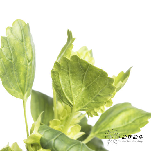 叶材 | 贝壳 商品图3