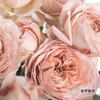 多头玫瑰 | 朱莉叶塔 商品缩略图2