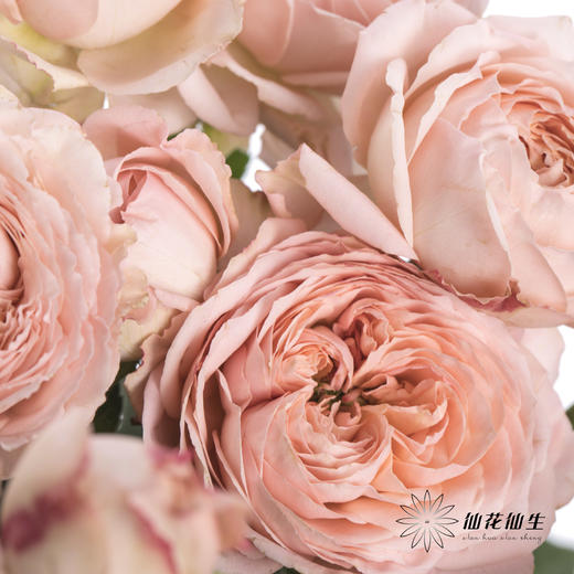 多头玫瑰 | 朱莉叶塔 商品图2