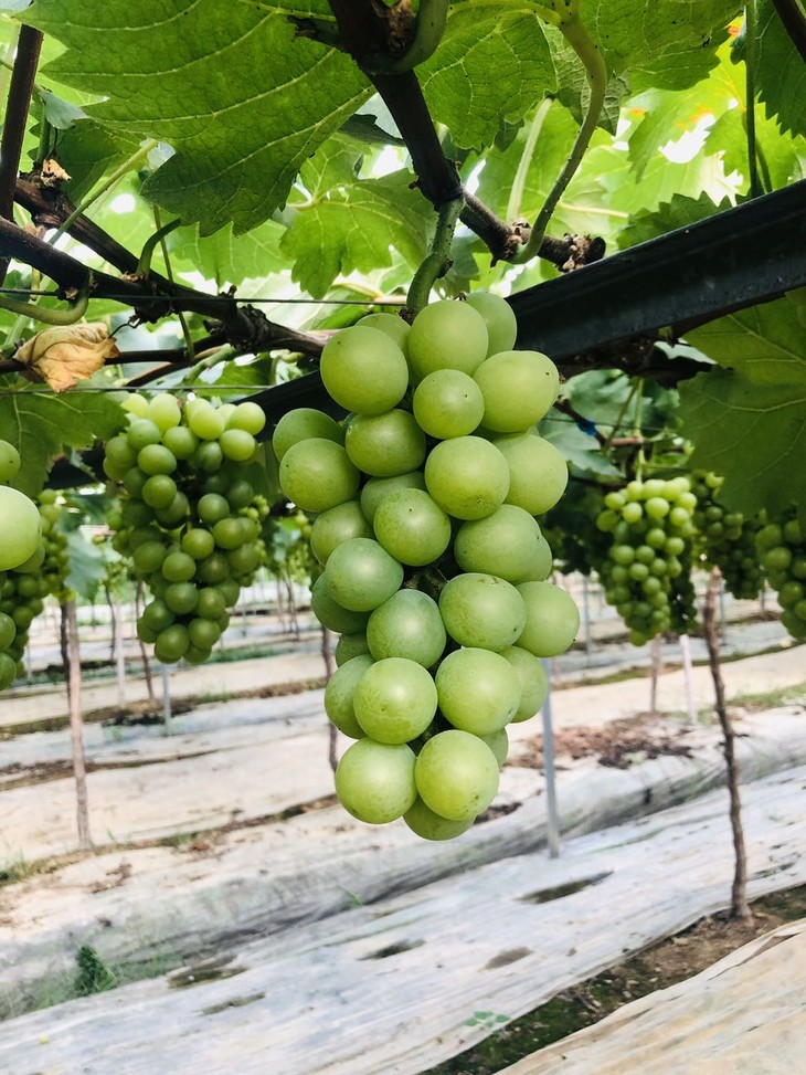 醉金香葡萄5斤 东洲岛"菜婆婆"家 杭州当地当季好果蔬