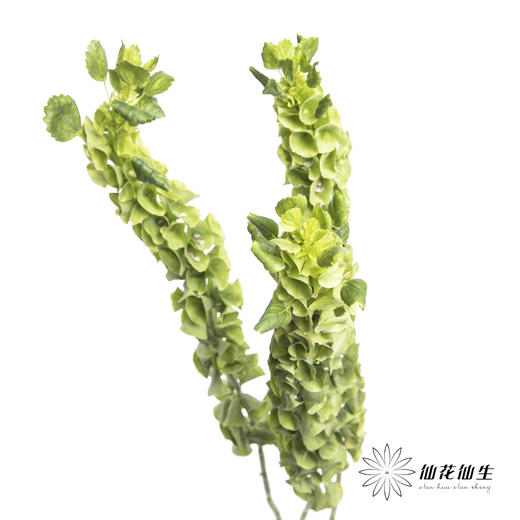 叶材 | 贝壳 商品图5