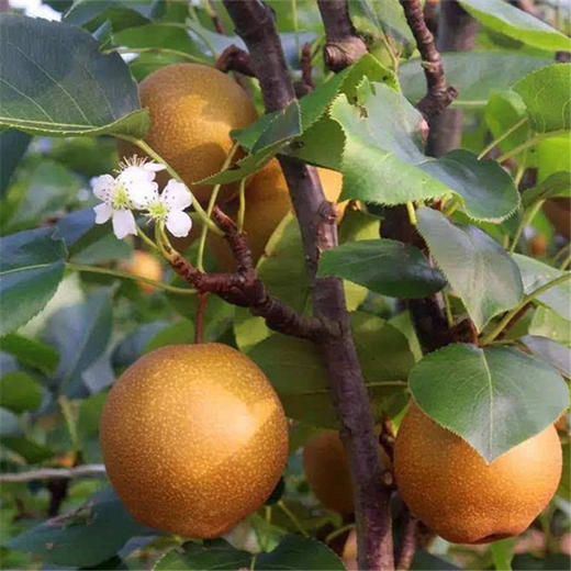 百里洲砂梨湖北枝江黄花梨新鲜梨子当季现摘黄沙梨黄冠梨亚布力当季