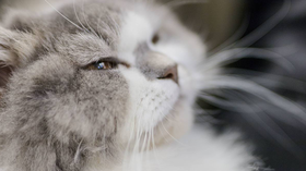 失业日记（二十五）令人瞌睡的艺术