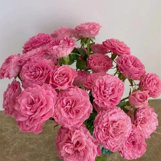 【新品】昆明优质新品多头玫瑰-茜茜公主(9-10枝),打包会裁剪一定长度