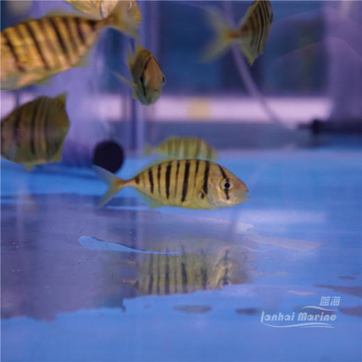 人工黄金参 黄金鲹 金领航 黄鹂无齿鲹 群游 商品图2