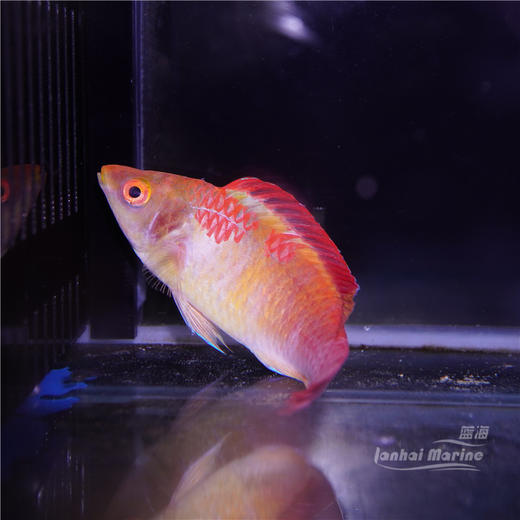 印度洋红印雀 商品图3