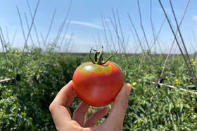 云南草莓西红柿，酸甜沙瓤多汁，有大小果，发京东陆运