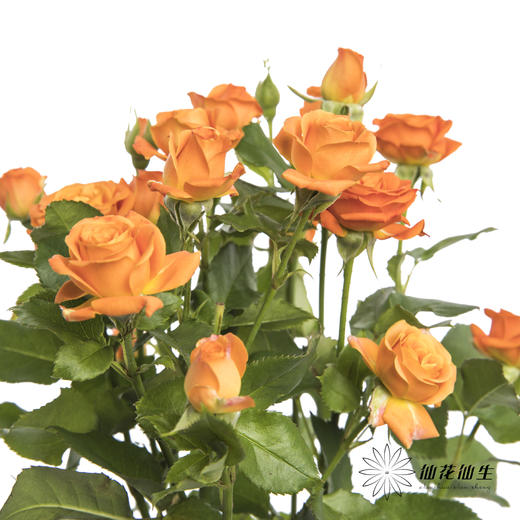 多头玫瑰 | 橙色芭比 商品图5