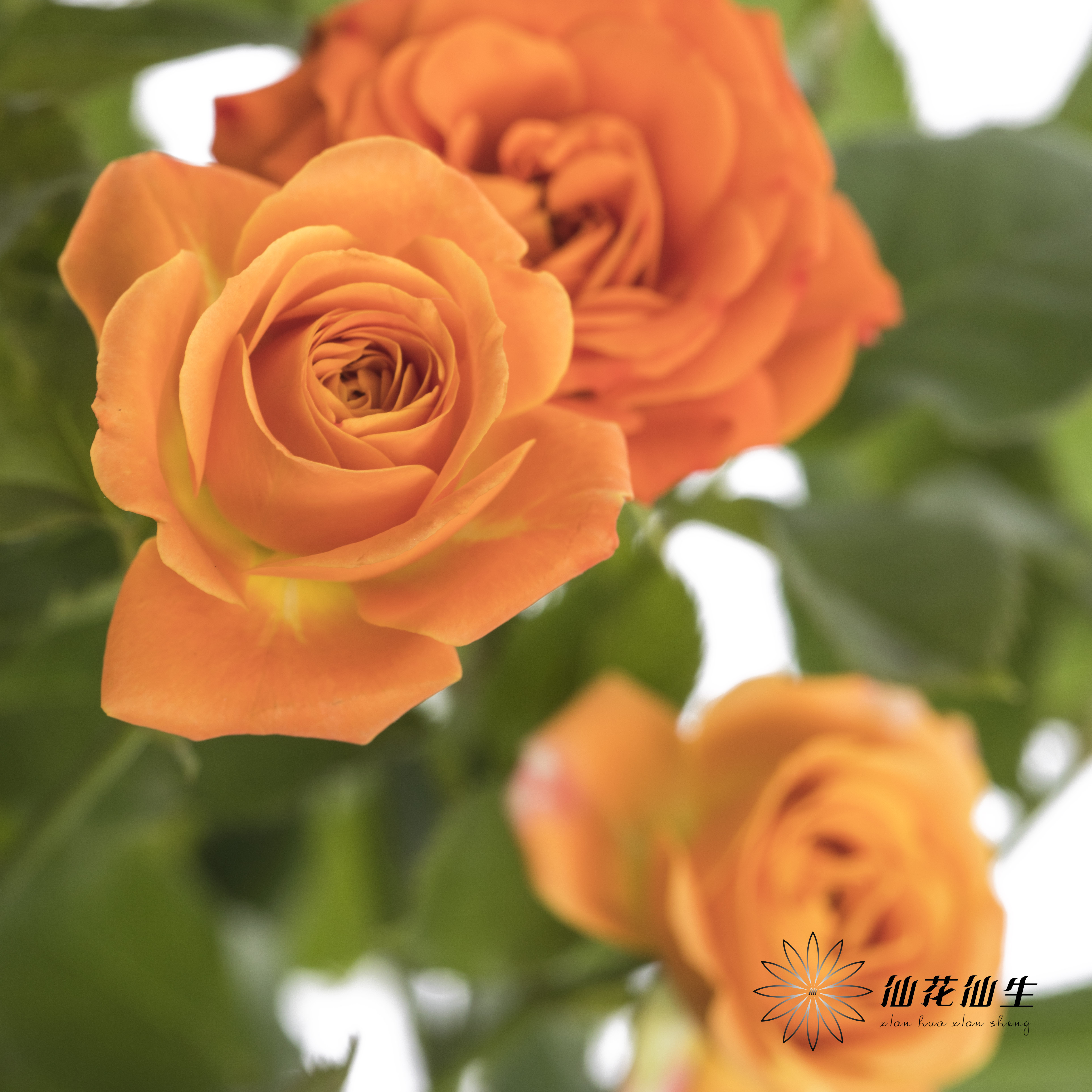 多头玫瑰 | 橙色芭比