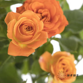 多头玫瑰 | 橙色芭比