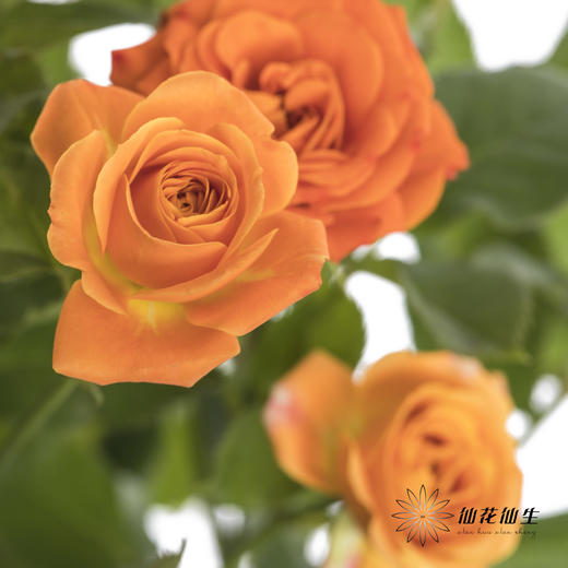 多头玫瑰 | 橙色芭比 商品图0