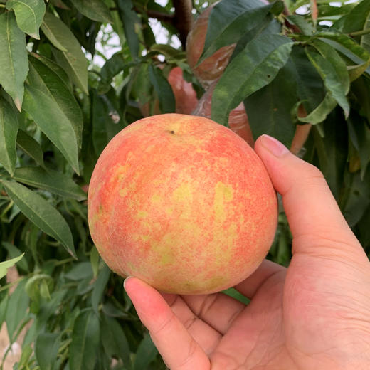 助农陕西秦王桃香甜桃子饱满红润肉厚多汁
