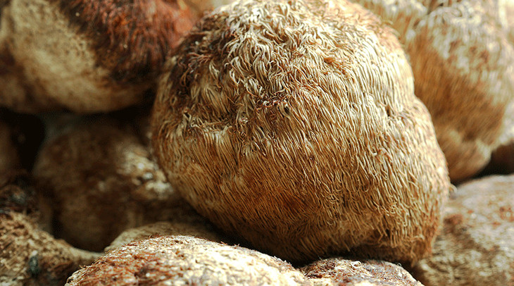 【特惠】极物·丁香猴头菇茶 | 每天一杯,口气没了,胃养好了