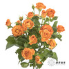 多头玫瑰 | 橙色芭比 商品缩略图2