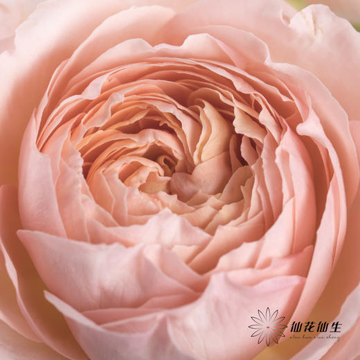 多头玫瑰 | 朱莉叶塔 商品图4