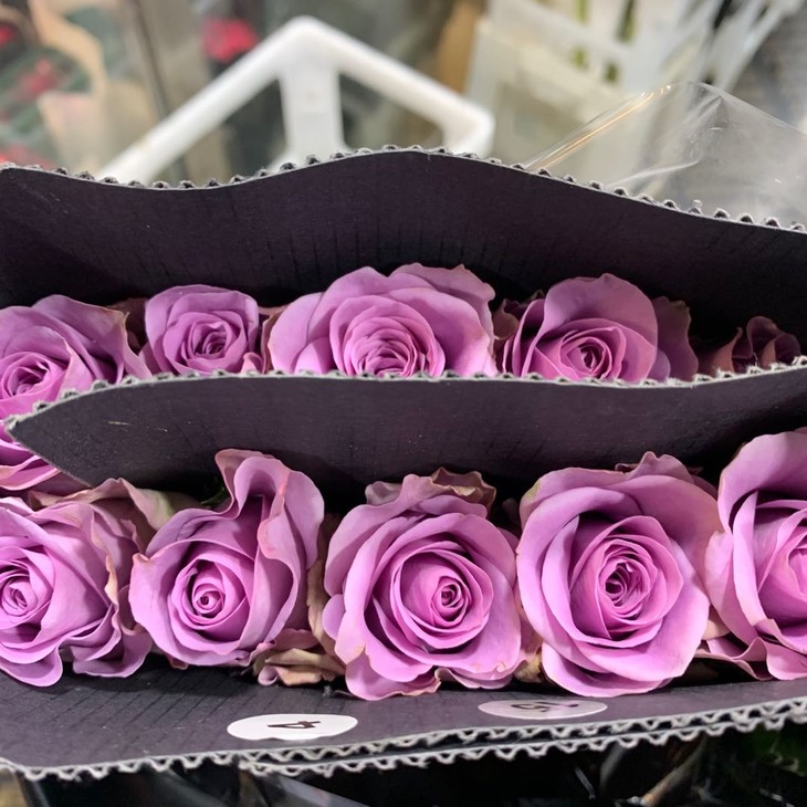 【上海发货】爱必达优质玫瑰系列-紫霞仙子18-20枝,55-60cm打包会裁剪