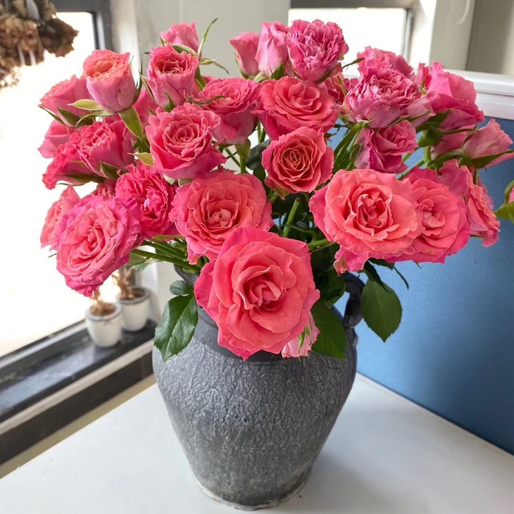 【新品】昆明优质新品多头玫瑰-茜茜公主(9-10枝),打包会裁剪一定长度