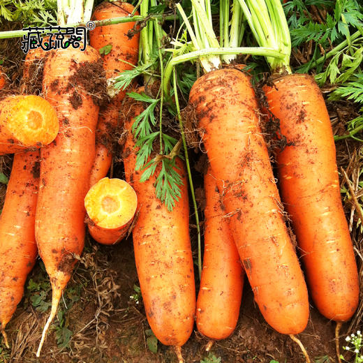 [庭院种子] 春播胡萝卜种子 "红圣十号" 商品图1