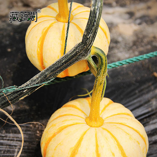 [庭院种子] 迷你桔瓜 商品图1