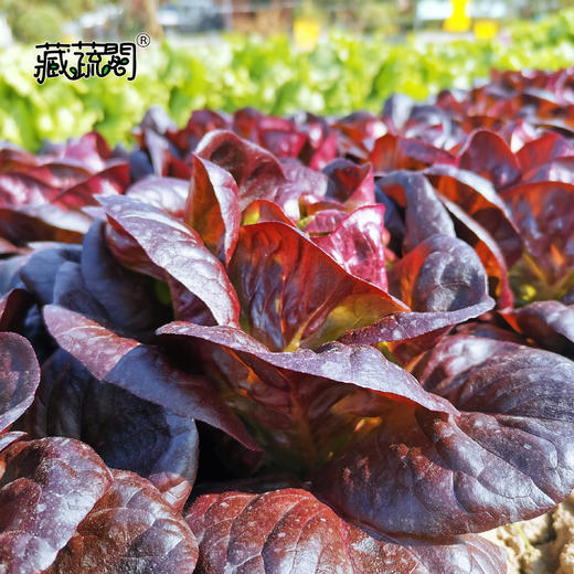 [庭院种子] 紫色奶油生菜种子 "紫蝶" 商品图1