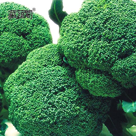 [庭院种子] 西兰花种子 商品图1
