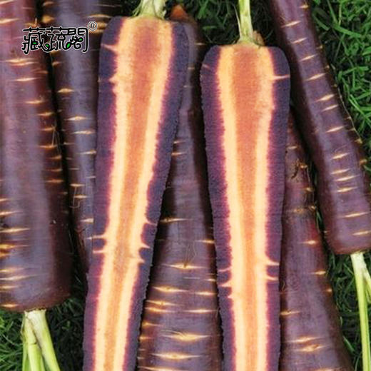 [庭院种子] 紫色水果胡萝卜种子 "紫美" 商品图1