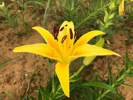 百合干200g 龙牙百合 煮水 煲汤 煮粥 商品图1