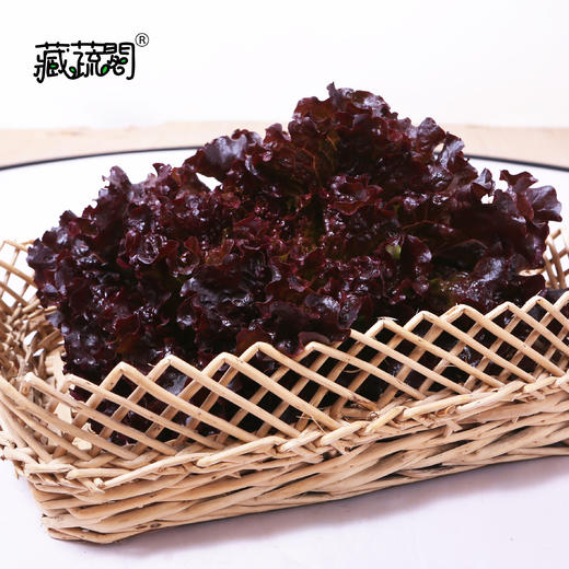 [庭院种子] 紫色散叶生菜种子 "紫艳" 商品图1