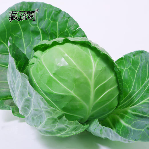 [庭院种子] 早春圆甘蓝种子 "碧云" 商品图1