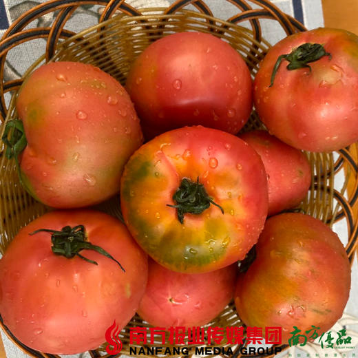 【全国包邮】宁夏银川戈壁滩的露天西红柿（12枚） 5斤±2两/箱  （72小时之内发货） 商品图2