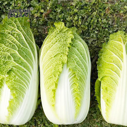 [庭院种子] 越冬大白菜种子 "冬日之星" 商品图1