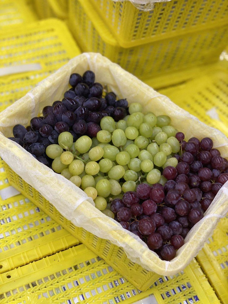 周六秒杀三色葡萄口感香甜细腻自带香气让人惊艳入口化成一汪蜜