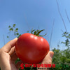 【全国包邮】宁夏银川戈壁滩的露天西红柿（12枚） 5斤±2两/箱  （72小时之内发货） 商品缩略图4