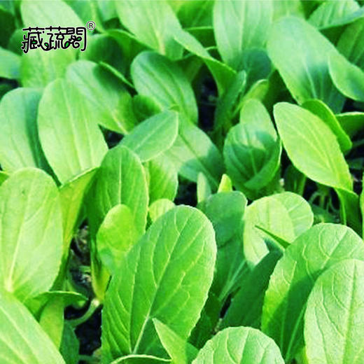 [庭院种子] 鸡毛菜种子 "速生鸡毛菜" 商品图1