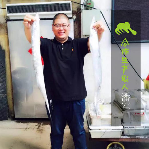 野生吕泗带鱼段 | 合作生产*Wild hairtail | Coprodution 商品图1