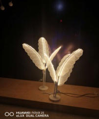 小芭蕉树【运费自理】