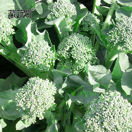 [庭院种子] 西兰苔种子 "秀兰" 商品图1
