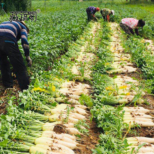 [庭院种子] 青首萝卜种子 "春白" 商品图1